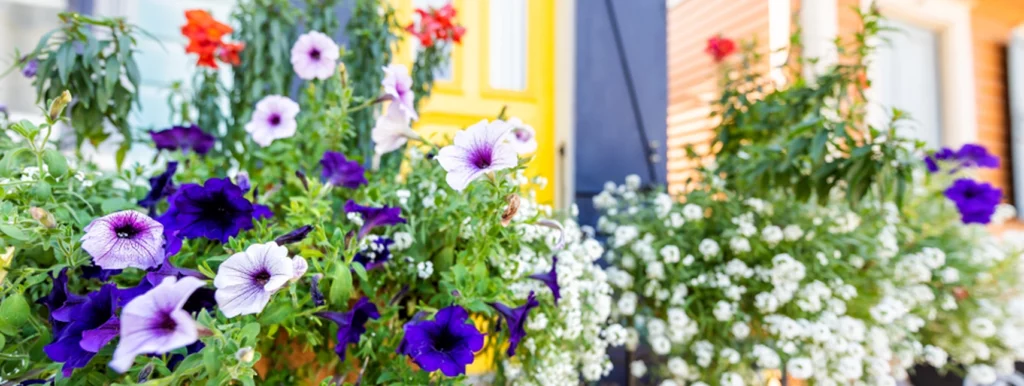 Closeup image of flowers of different colors with a colorful house in the background.
